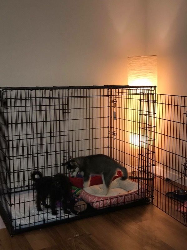 Frisco XXL Dog Crate