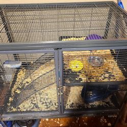 Female Rat In Need Of Company And New Home 