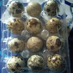 Quail Eggs Huevos De Codornices 