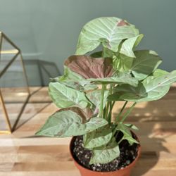 Milk Confetti Syngonium