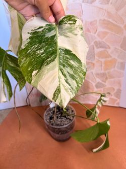 Monstera Albo Plant Cuttings - FRESH CUT