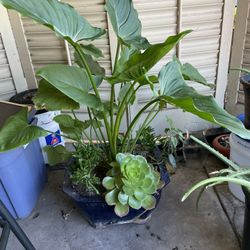 BEAUTIFUL  5 PLANTS IN ONE REALLY NICE