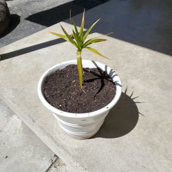 Plant in ceramic pot