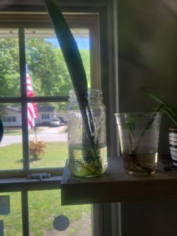 Several Starters For Sale Also Larger