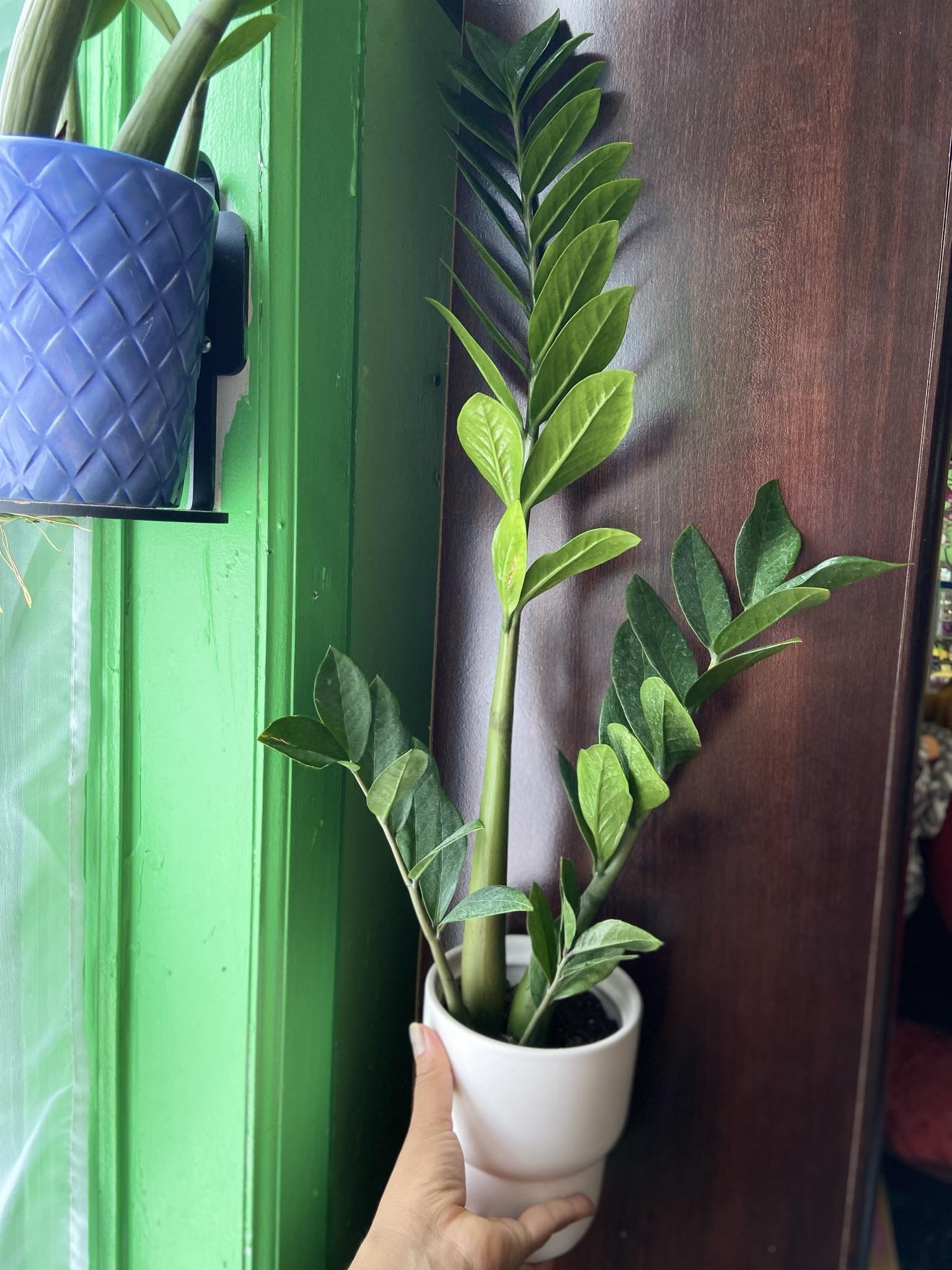 ZZ Plant “6 Inch Cerámic Pot”