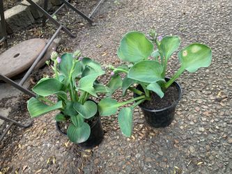 Hosta Blue Mouse Ears