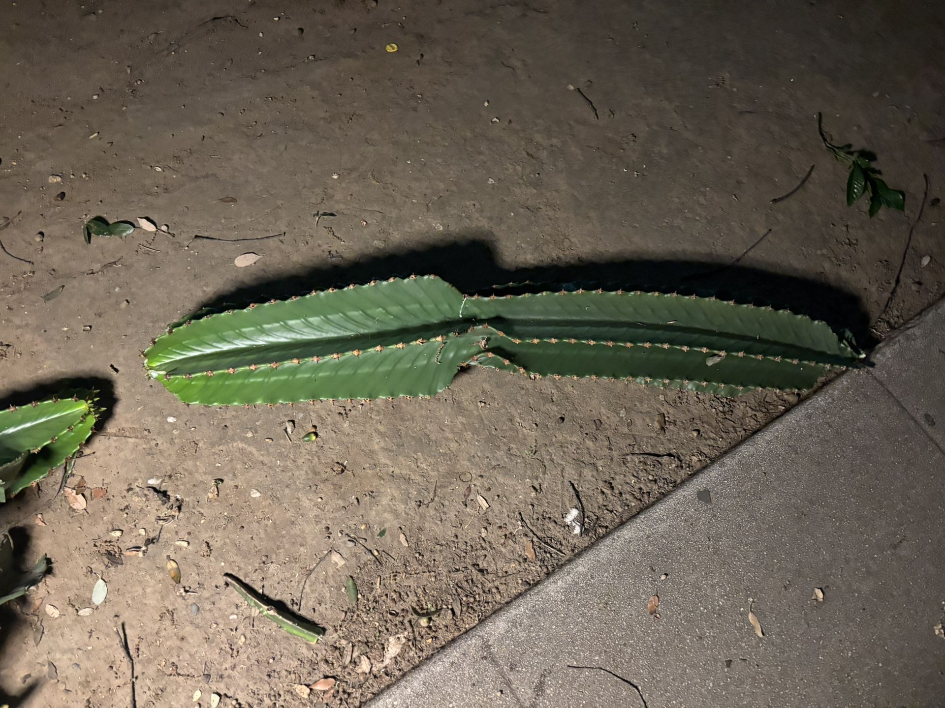 Free Euphorbia ingens And Dragon Fruit  Plant  Branches