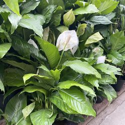 Plants (10”pot🌿🌿Peace Lily 2 for $25)