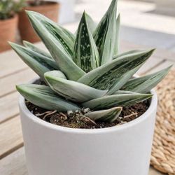 Gasteraloe Green Ice