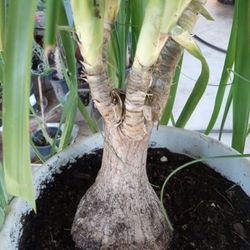 pata de elefante o pony tail