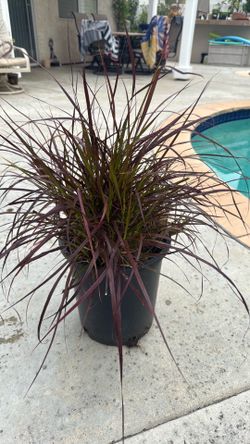 Feather Grass