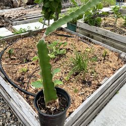 Dragon Fruit (1 Gallon)
