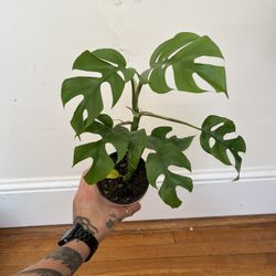 Climbing House Plant 