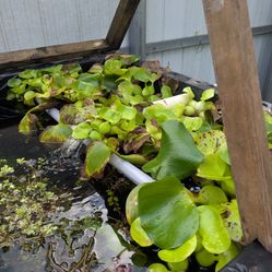 Rotala rotundifolia 'Blood Red sin la luz artificial se torna verde y crece fuera del agua tambien
