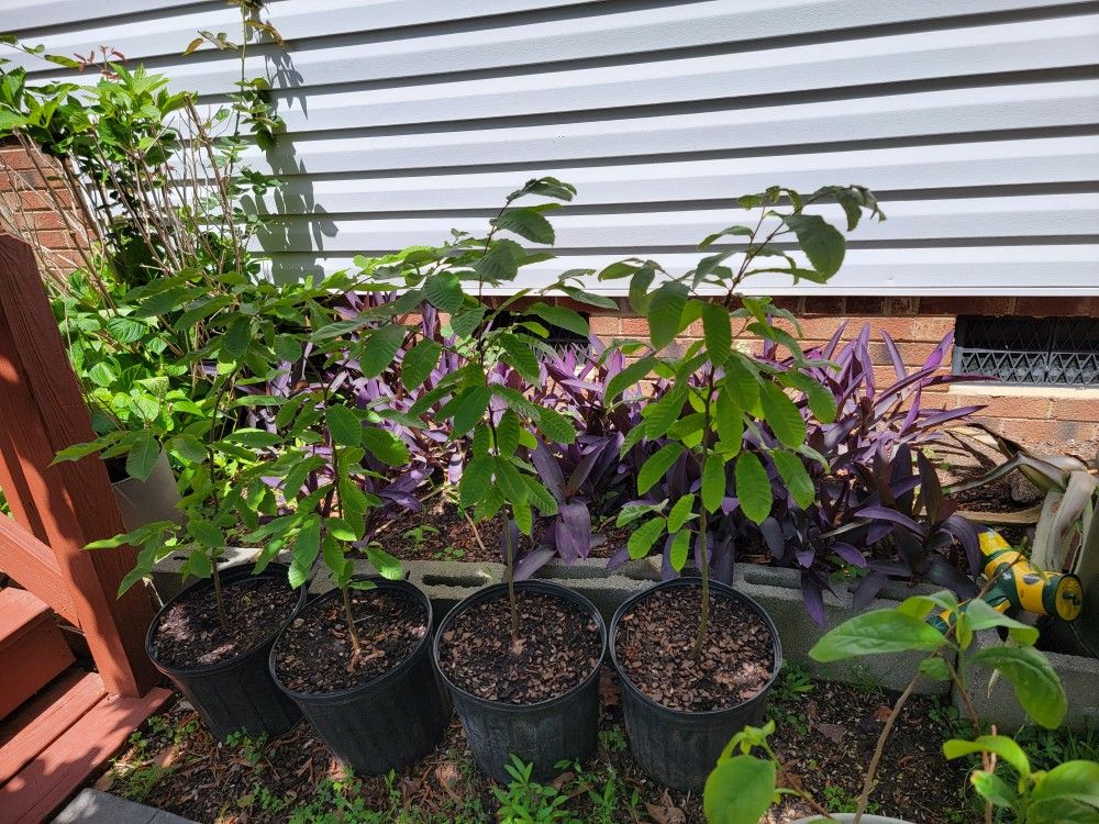 Dunstan Chestnut – Fast-Growing and Blight-Resistant