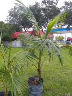 Coconut tree
