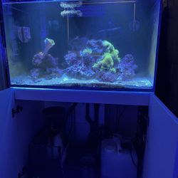 Red Sea Reefer 250 Fish Tank