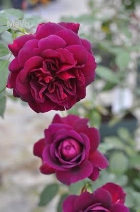 Rare European, Japan rose plants :Mayo