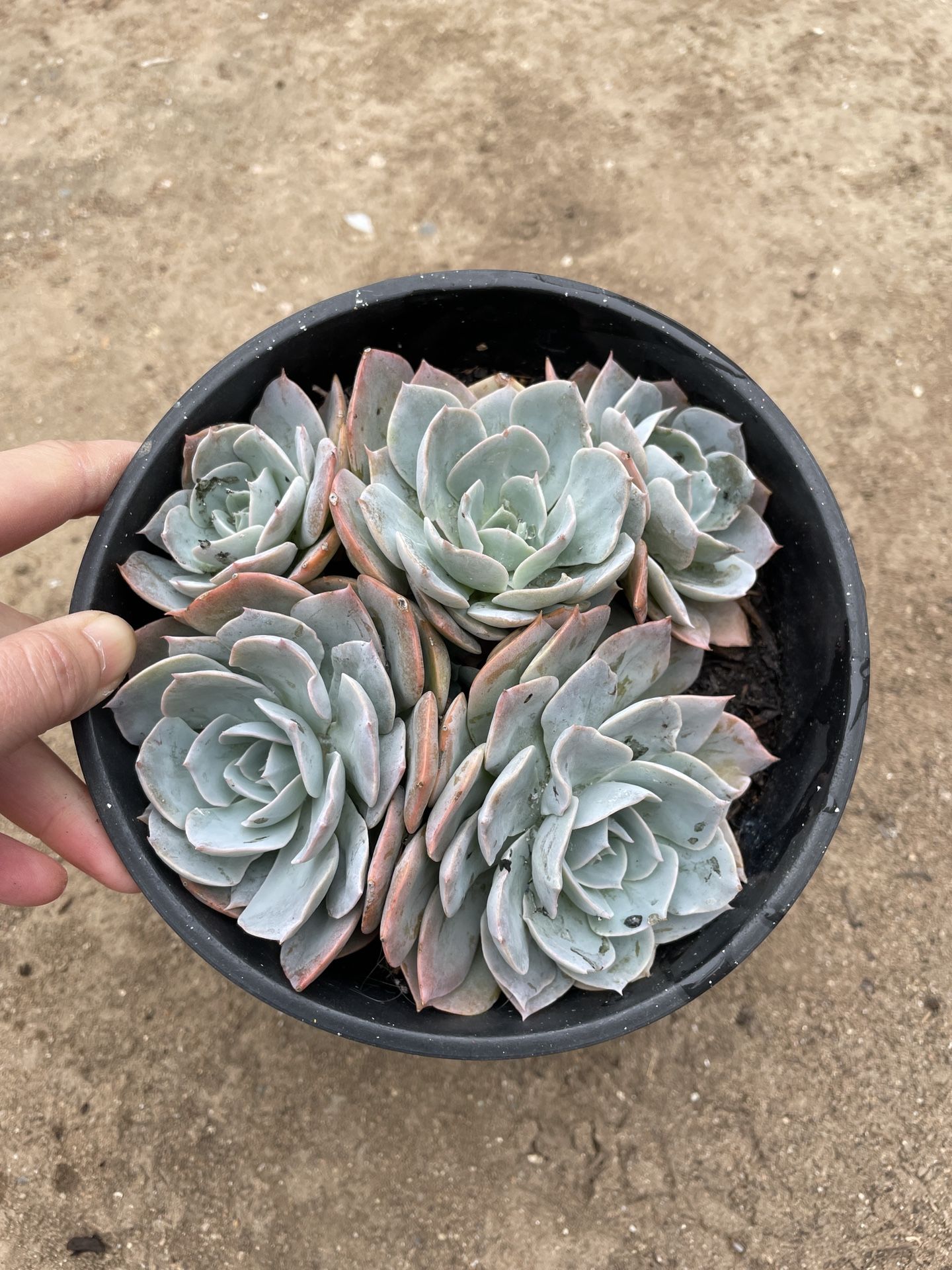 7in Pot Echeveria Succulent Plant