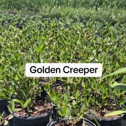 🌿 Plant: Golden Creeper 
