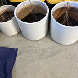 3 Plant Pots