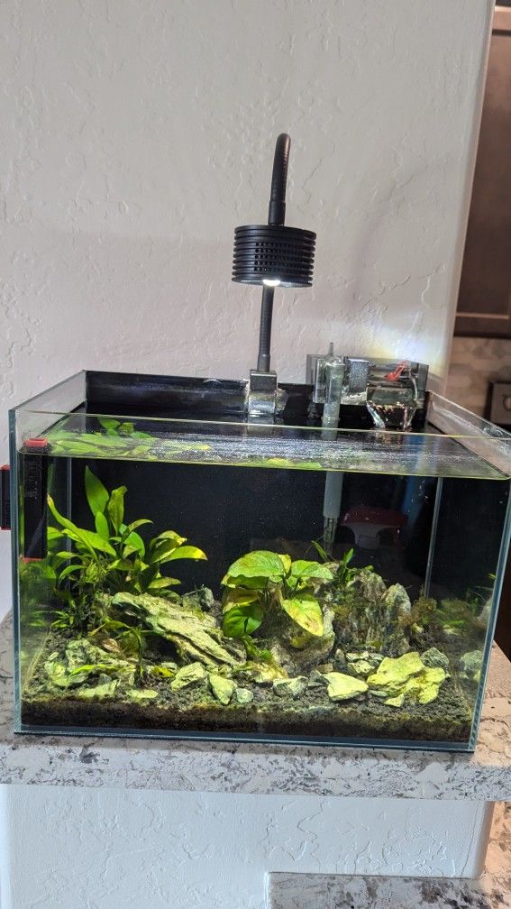 Aquarium Setup