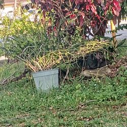 Various Potted Plants