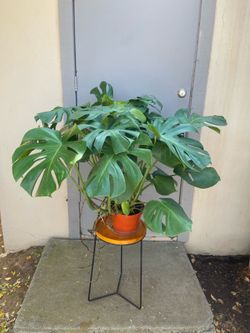 Monstera Deliciosa Swiss Cheese House Plant 8” Pot