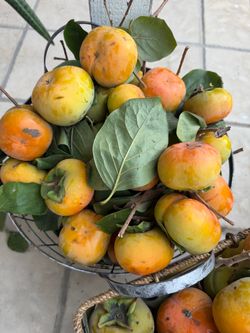 Fresh Organic Persimmons