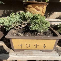 Bonsai Juniper Ceramic Pot 