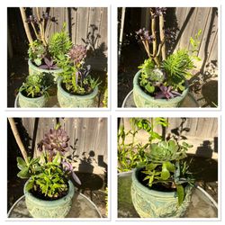 Beautiful Succulents