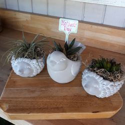 Animal Planters with Plant 