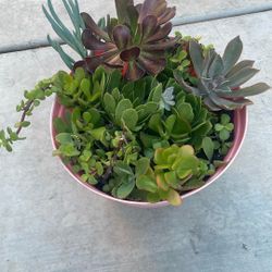 Aeonium Plant Pot