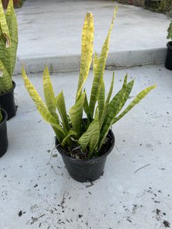 Snake Plant