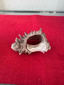 Black Murex Shell Carved Display Specimen Sculpture Accent