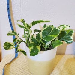 Pothos N 'Joy w Pot