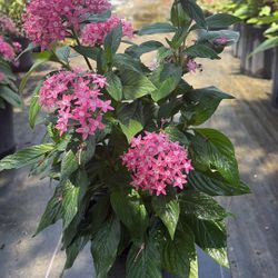 1 Gallons Pentas - Colorful Year Round Flowers
