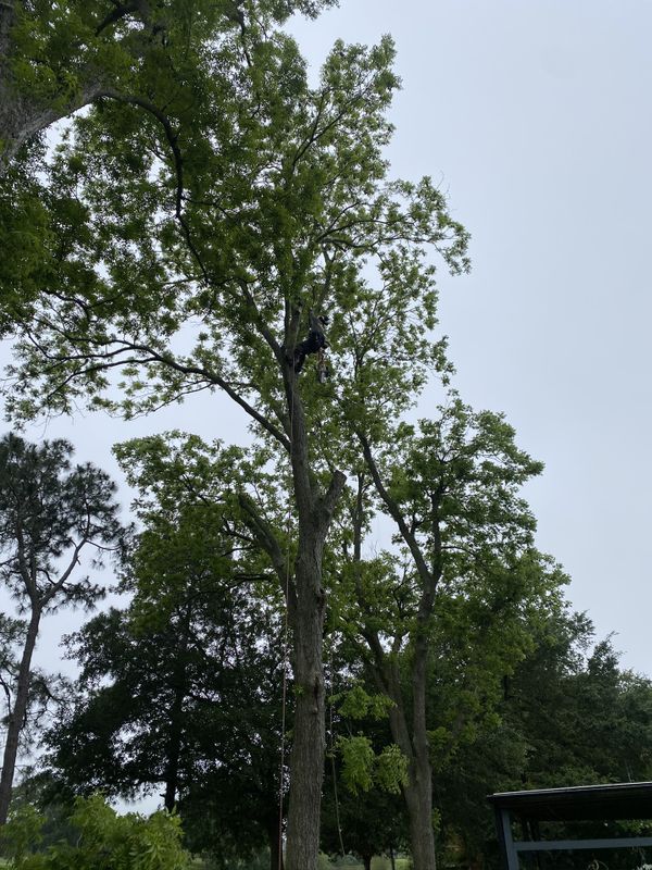 Pecan tree for Sale in Houston, TX OfferUp