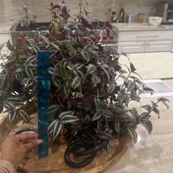 PLANTS PLANTS