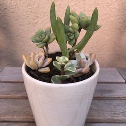 Succulent Arrangement In Ceramic Pot 