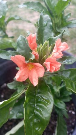 Kanakambaram Crossandra Asian Tropical plant blossoming