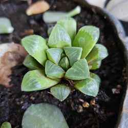 Succulent Haworthia retusa

