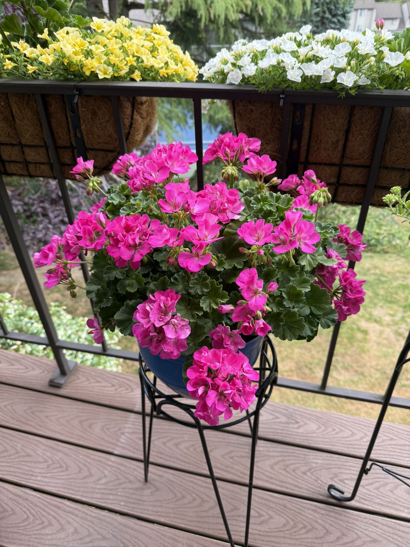 Geranium plant in pot