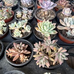 Succulents For Sale 