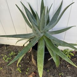 Agave Plants | Plantas de Agaves