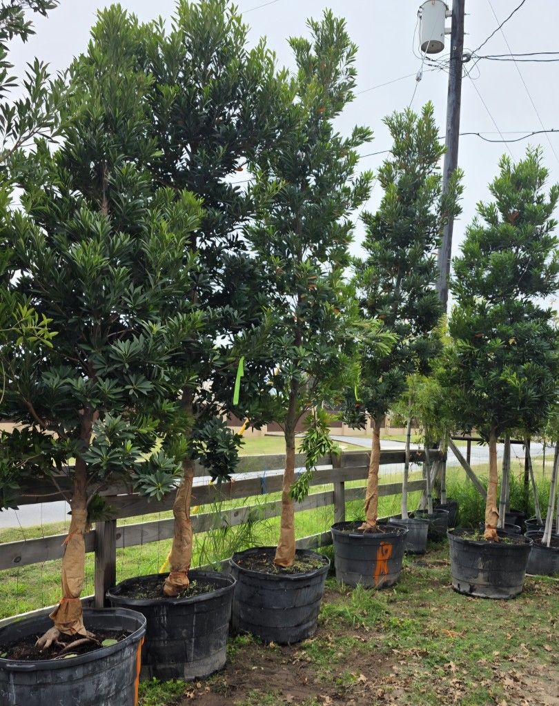 Japanese Blueberry Tree 45gallons