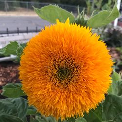 Teddy bear sunflower plants