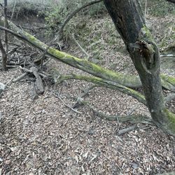 Very Nice drftwood Aquarium Pieces