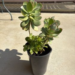Large Potted Succulent Outdoor Plant 