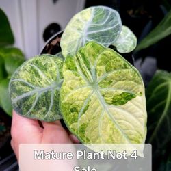 Alocasia 'Ninja' Tricolor, Rare Plant